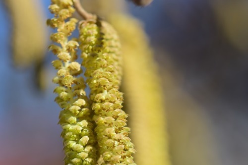 hazel-flower-2144336_640.jpg